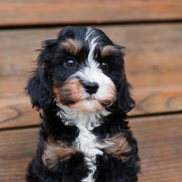 Aussiedoodle and Cavapoo Puppies from Blue Diamond Puppies