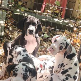 Mantle female - Mantle female Great Dane puppy in Gig Harbor, Washington from Lakaya Danes