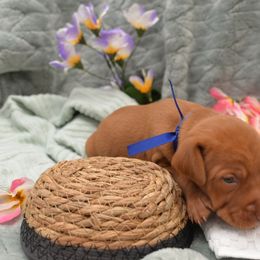 Mr. Dark Blue - Golden rust male Vizsla puppy in Lexington, Kentucky from Summit Vizsla (we can deliver to you)