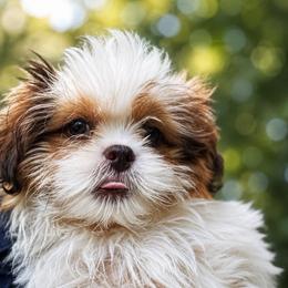 Kingston - Liver and white male Shih Tzu puppy in Chattanooga, Tennessee from Joy-Fur Puppies
