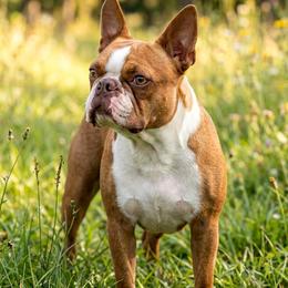 Rip - Boston Terrier