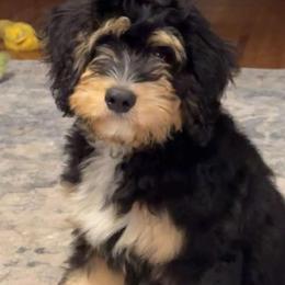 Aussiedoodle and Bernedoodle Puppies from Jupiter Doodles