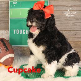 Cupcake - Black and white female Bernedoodle puppy in Heyworth, Illinois from Cobble Creek Puppies