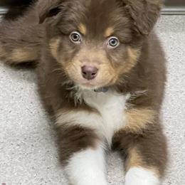 Chance - Red tri-color male Australian Shepherd puppy in Sioux Falls, South Dakota from ER Aussies