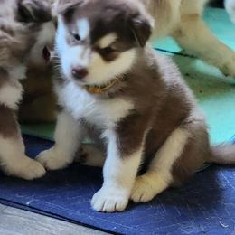 Jinx, yellow collar - Red and white female Alaskan Malamute puppy in Grayson County, Virginia from River Bend Malamutes
