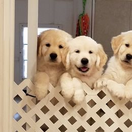 Golden Retriever Puppies from A Golden Paradise