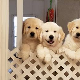 Golden Retriever Puppies from A Golden Paradise