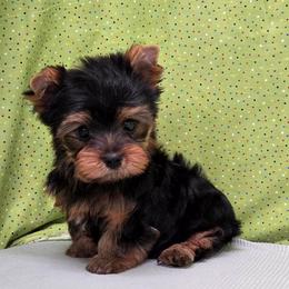 Trig - Blue and gold male Yorkshire Terrier puppy in Monticello, Iowa from Ashley’s Puppies