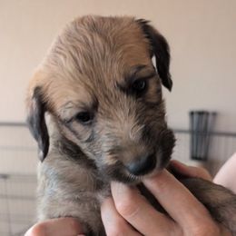 Girl 1 - female Lurcher puppy in St. Charles, Illinois from Ashir Kennels