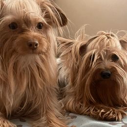 French Bulldogs and Yorkshire Terriers from Roxy & Co.