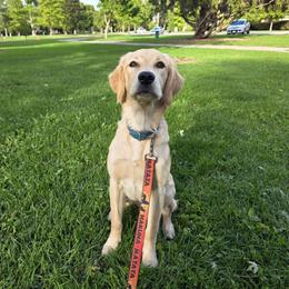 Apple - Golden Retriever