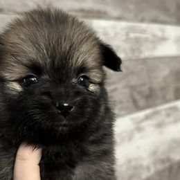 Pomeranians from Pomeranian Boutique