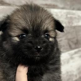 Pomeranians from Pomeranian Boutique