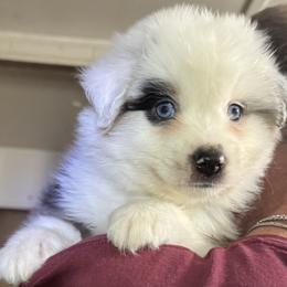 Girl 2 - female Miniature American Shepherd puppy in Estacada, Oregon from Malachi Kennels
