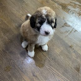 Bluebell - Brown and white Sheepadoodle puppy in Bloomfield, New Jersey from C3 Sheepadoodles