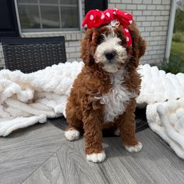 Queenie - Parti female Goldendoodle puppy in Estesburg, Kentucky from Wet Goldendoodle Kisses