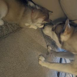 Siberian Husky Puppies from Double Trouble Huskies