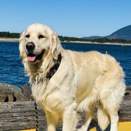 Danube - Cavalier King Charles Spaniel