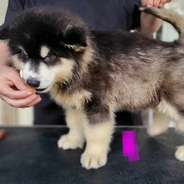 Alaskan Malamute Puppies from Coon Creek Alaskan Malamutes