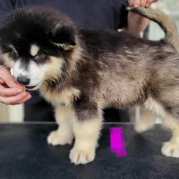 Alaskan Malamute Puppies from Coon Creek Alaskan Malamutes