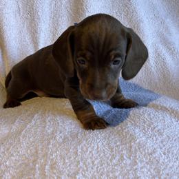 Rio - Chocolate and tan male Dachshund puppy in Mocksville, North Carolina from The Dachs of Hazzard Dachshunds