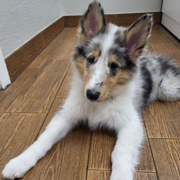 Skye - Blue merle female Collie puppy in Mesa, Arizona from Sperling's Rough Collies