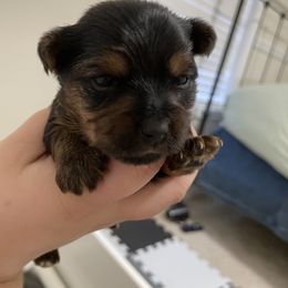 Yorkshire Terrier Puppies from Suttons Yorkies