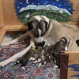 Anatolian Shepherd Dogs from HCW Anatolians