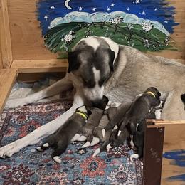 Anatolian Shepherd Dogs from HCW Anatolians