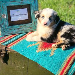 Australian Shepherd Puppies from Black Cow Kennels