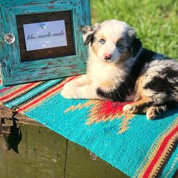 Australian Shepherd Puppies from Black Cow Kennels