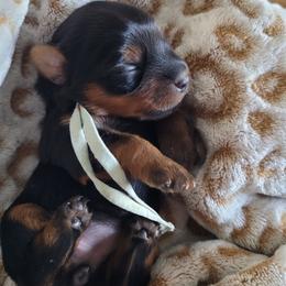 Green collar - Blue and gold female Yorkshire Terrier puppy in Dunedin, Florida from Cantlon Yorkshire Terriers
