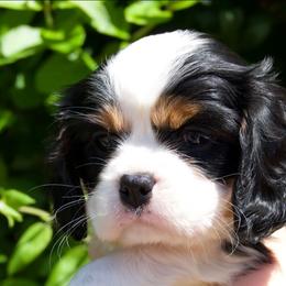 Miey - Tri-color female Cavalier King Charles Spaniel puppy in Sacramento, California from Tamara's Puppies
