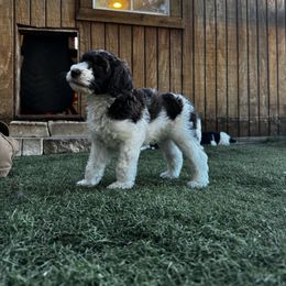Poodle Puppies from Lollipop R Poodles