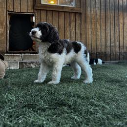 Poodle Puppies from Lollipop R Poodles