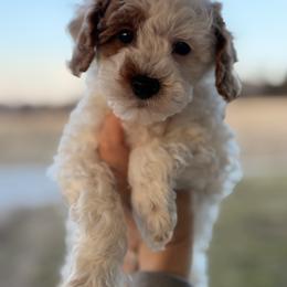 Oakley - Parti male Goldendoodle puppy in Somerset, Kentucky from Hilltop Doodles KY LLC