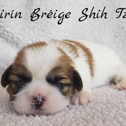 AKC Red & White Parti Male - Red and white male Shih Tzu puppy in Las Vegas, Nevada from Beirin Breige Shih Tzus