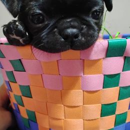 Boy 3 - Companion Cross puppy in Sulligent, Alabama from Easter Pugs & Bugs