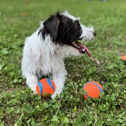 Elda - Parson Russell Terrier