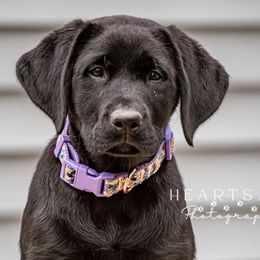 Labrador Retrievers from Tall Oaks Labs