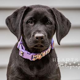Labrador Retrievers from Tall Oaks Labs