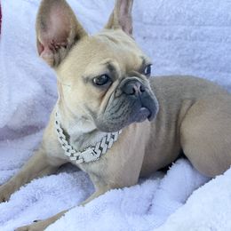 Sahera  - French Bulldog