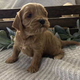 Cavapoo Puppies from Poppy Garden Doodles