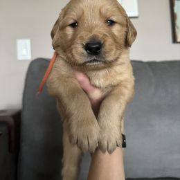 Golden Retriever Puppies from Golden View Ranch