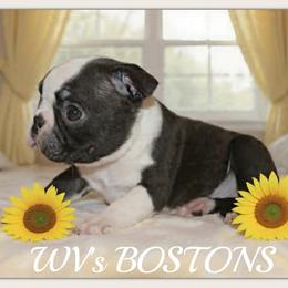 Freya - Black and white female Boston Terrier puppy in North Central, Vermont from Windy Valley’s Bostons