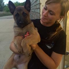Belgian Malinois, Border Collie, and German Shepherd Puppies from Fairlane Kennels