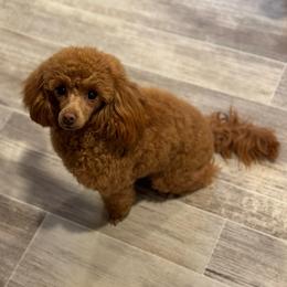 Celine - Poodle