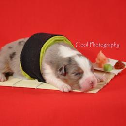 Australian Shepherd Puppies from Dovehawk Australian Shepherds