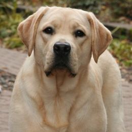 Labrador Retrievers from Huckleberry Labradors