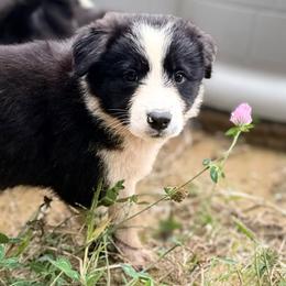 BK PAINT IT BLACK (Night) - Black and white female Border Collie puppy in Brazil, Indiana from Brilliant Kennels